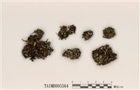 藏品(擬小杯石蕊)的圖片